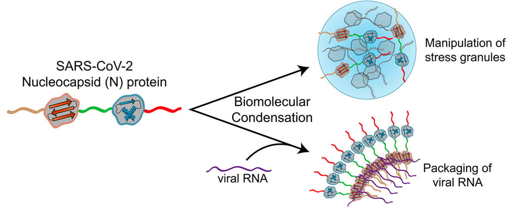 A protein that may help SARS-CoV-2 spread rapidly through cells