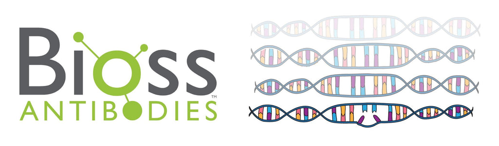 Testing, testing, 1, 2, 3: New knockout validation coming for select antibodies