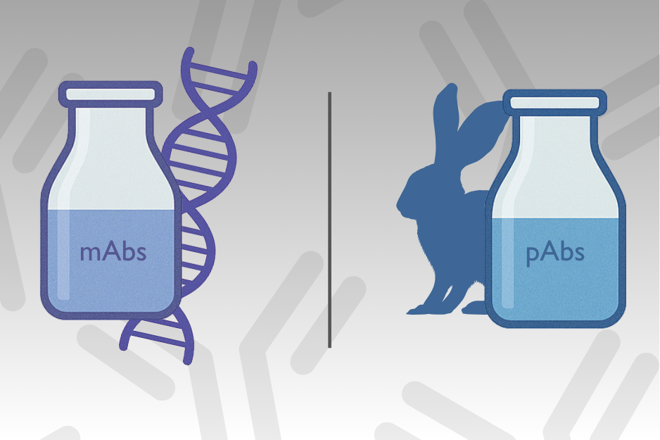 Recombinant mAbs vs. Polyclonals: How do You Choose?