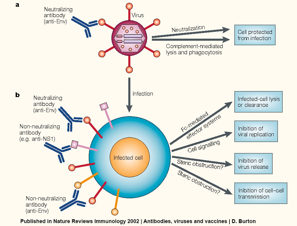 Insight into Viruses (1): the Viral World