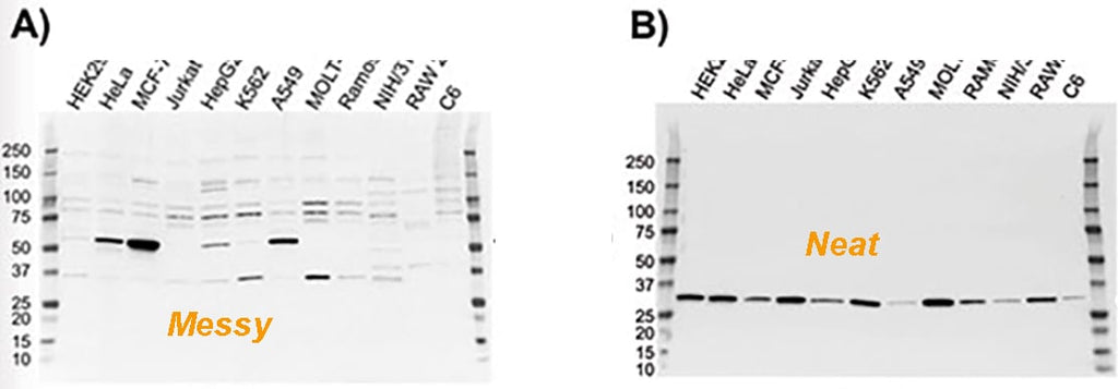 WHICH IS BETTER, BSA vs. NON-FAT MILK, in WESTERN BLOT?