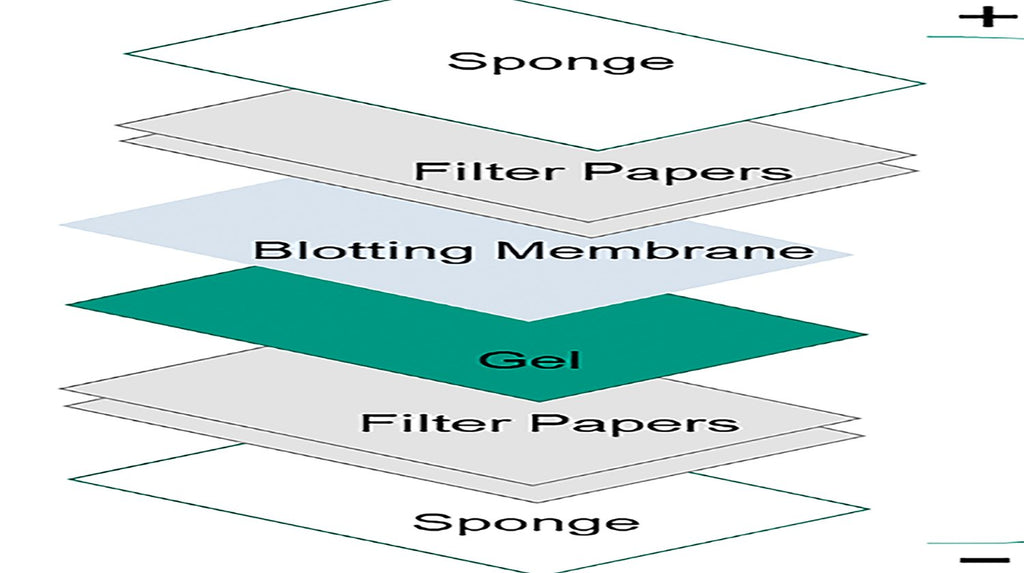 WHICH IS BETTER, PVDF vs. NITROCELLULOSE, in WESTERN BLOT?