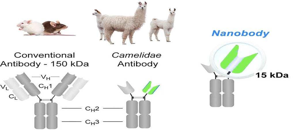 What should you know about Nanobodies?