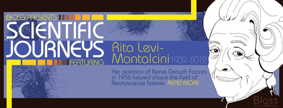 Meet Rita Levi-Montalcini!