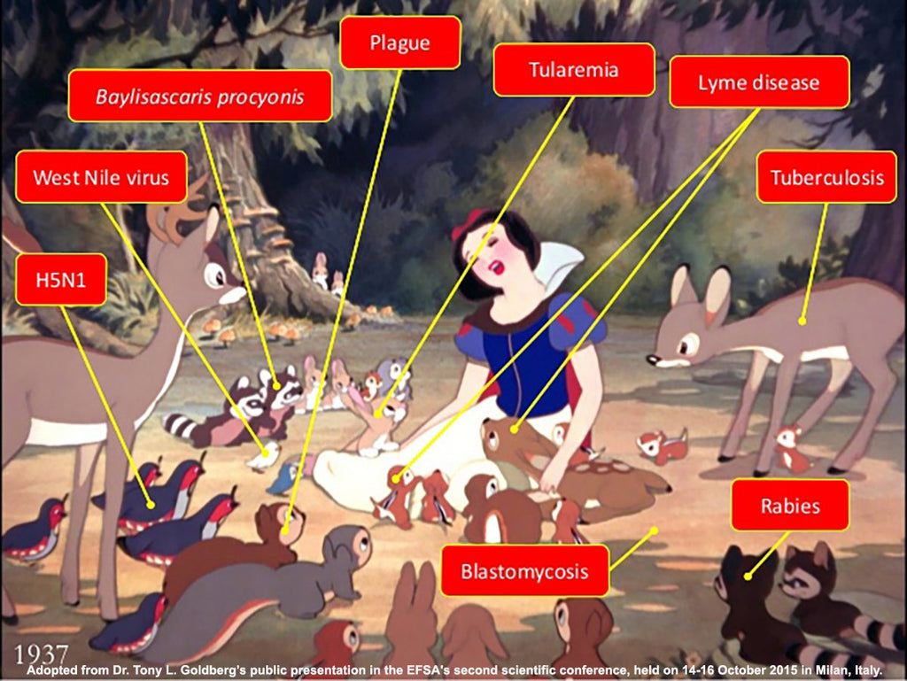 Are intermediate hosts essential to facilitate the bat-originated coronavirus hop to humans?