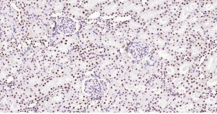 Immunohistochemical analysis of paraffin embedded
rat kidney tissue slide using IHC0180R (Rat BRD7
IHC Kit).