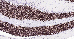 Immunohistochemical analysis of paraffin embedded
mouse cerebellum tissue slide using IHC0181M
(Mouse NeuN IHC Kit).