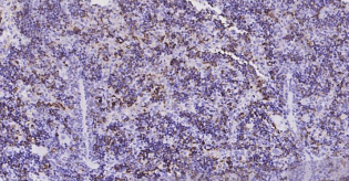 Immunohistochemical analysis of paraffin embedded
mouse spleen tissue slide using IHC0184M (Mouse
AIF1 (9A3) IHC Kit).