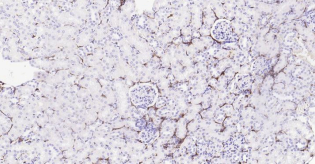 Immunohistochemical analysis of paraffin embedded
mouse kidney tissue slide using IHC0184M (Mouse
AIF1 (9A3) IHC Kit).