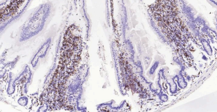 Immunohistochemical analysis of paraffin embedded
mouse small intestine tissue slide using IHC0184M
(Mouse AIF1 (9A3) IHC Kit).