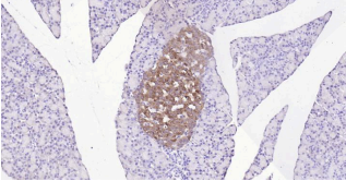 Immunohistochemical analysis of paraffin embedded
rat pancreas tissue slide using IHC0185R (Rat
Synaptophysin IHC Kit).