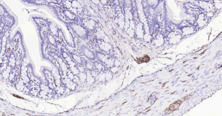 Immunohistochemical analysis of paraffin embedded
rat colon tissue slide using IHC0185R (Rat
Synaptophysin IHC Kit).