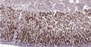 Immunohistochemical analysis of paraffin embedded
rat adrenal glands tissue slide using IHC0187R (Rat
HSD3B1+ HSD3B2 IHC Kit).