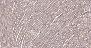 Immunohistochemical analysis of paraffin embedded
rat heart tissue slide using IHC0189R (Rat COX4I1
(Mitochondrial Loading Control) IHC Kit).