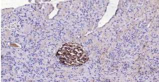 Immunohistochemical analysis of paraffin embedded
mouse pancreas tissue slide using IHC0195M
(Mouse Insulin IHC Kit).