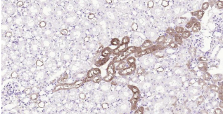 Immunohistochemical analysis of paraffin embedded
mouse kidney tissue slide using IHC0197M (Mouse
ALDH1A1 IHC Kit).