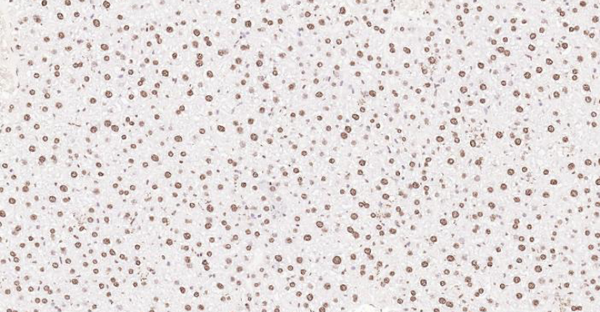 Immunohistochemical analysis of paraffin embedded mouse liver tissue slide using IHC0102M (Mouse Histone H3 IHC Kit).