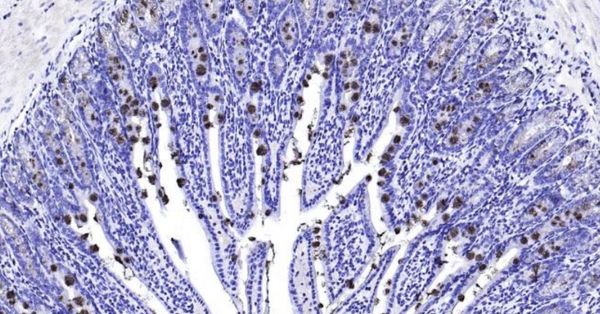 Immunohistochemical analysis of paraffin embedded mouse small intestine tissue slide using IHC0103M (Mouse TFF3 IHC Kit).