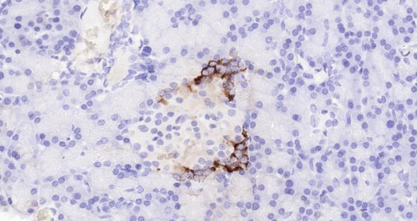 Immunohistochemical analysis of paraffin embedded mouse pancreas tissue slide using IHC0109M (Mouse GLP-1 IHC Kit).