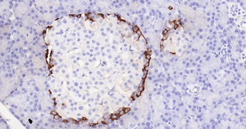 Immunohistochemical analysis of paraffin embedded rat pancreas tissue slide using IHC0109R (Rat GLP-1 IHC Kit).