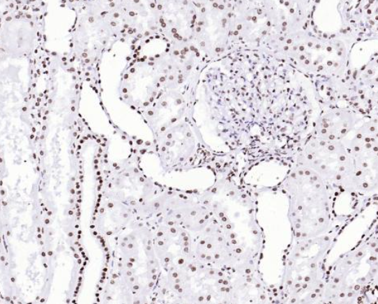 Immunohistochemical analysis of paraffin embedded human kidney tissue slide using IHC0111H (Human Histone H3 IHC Kit).