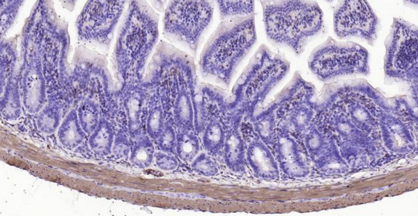 Immunohistochemical analysis of paraffin embedded mouse colon tissue slide using IHC0114M (Mouse Alpha smooth muscle Actin IHC Kit).
