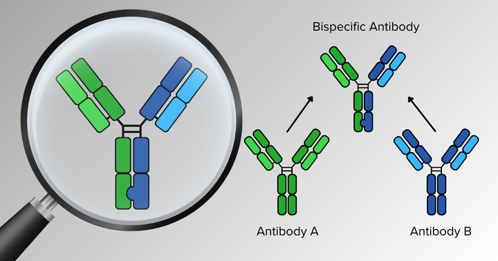 Bispecific Antibodies: A Medical Revolution of "One Key for Two Locks"