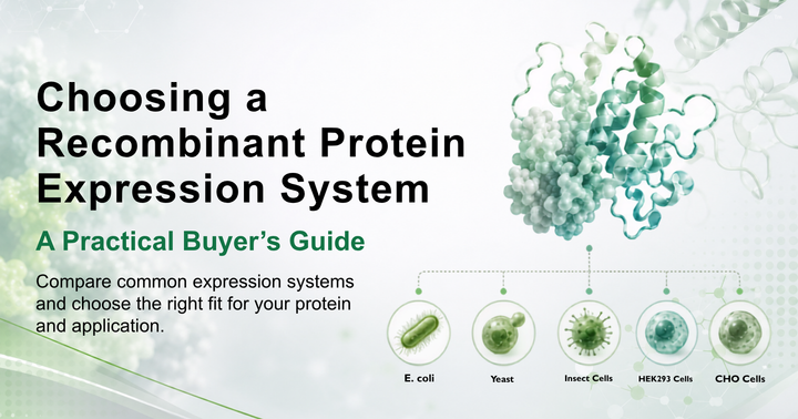 Choosing a Recombinant Protein Expression System: A Practical Buyer’s Guide