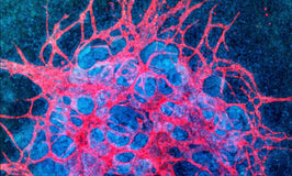 Growing with the Flow: New Method for Kidney Organoid Vascularization