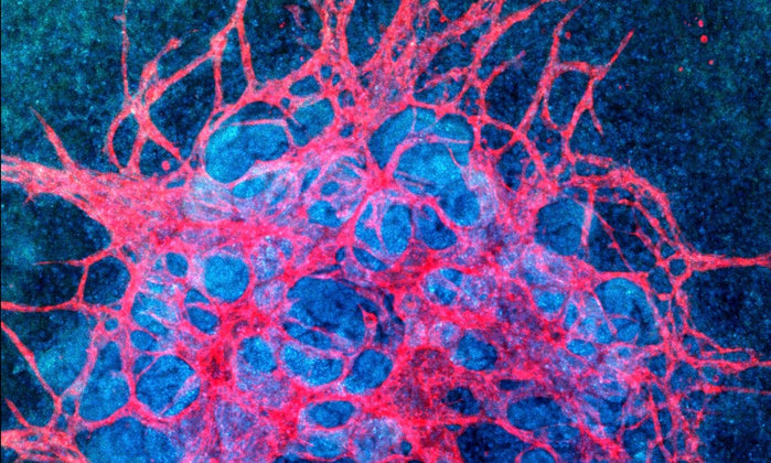 Growing with the Flow: New Method for Kidney Organoid Vascularization