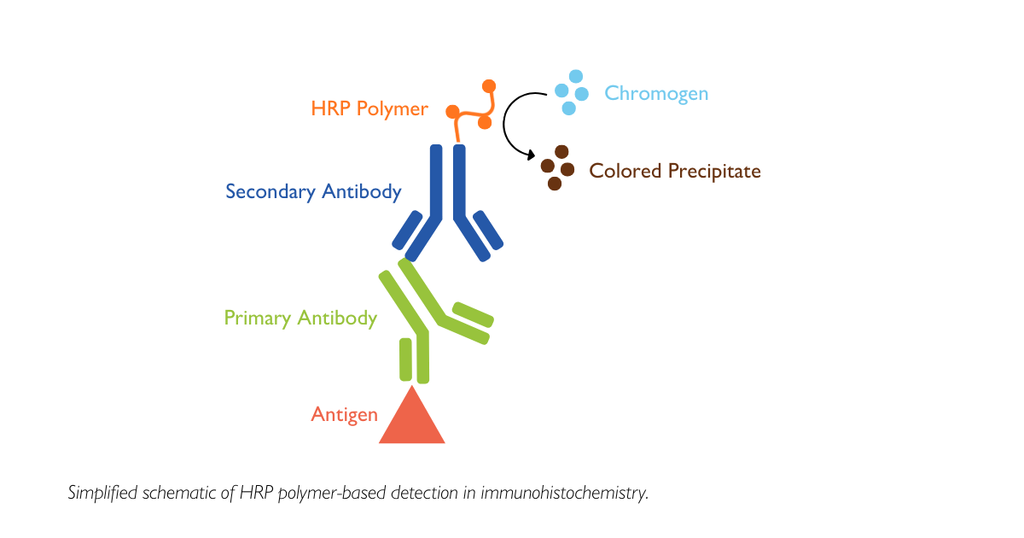 Unveiling the Power of HRP Polymer Detection in IHC