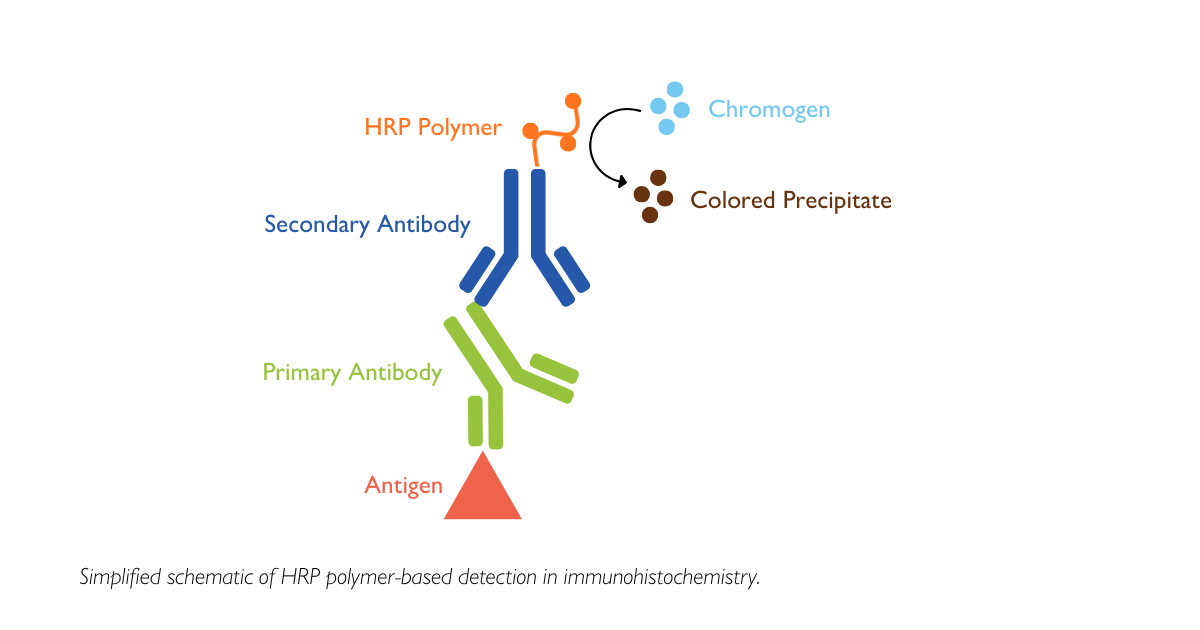 Unveiling the Power of HRP Polymer Detection in IHC