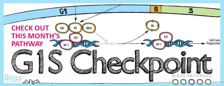 Introducing the G1S Checkpoint Pathway