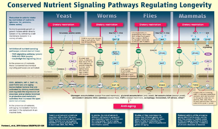 Genetic Model Organisms in Aging Research