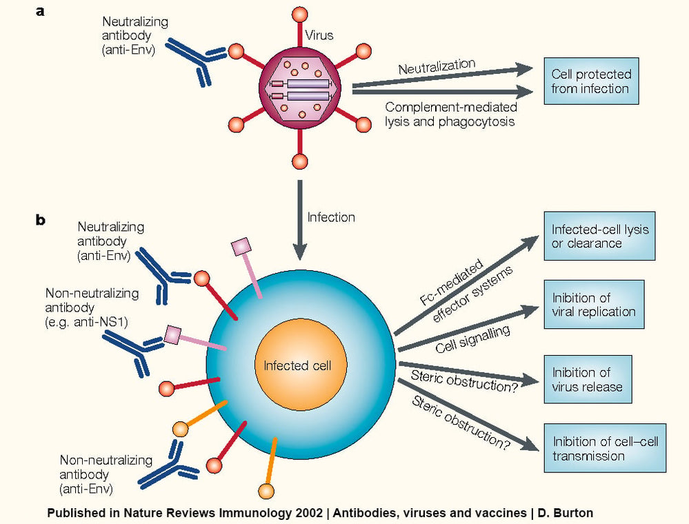 Insight into Viruses (1): the Viral World
