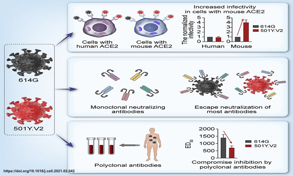 Immune Escape and Spike RBD Mutations