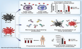 Immune Escape and Spike RBD Mutations