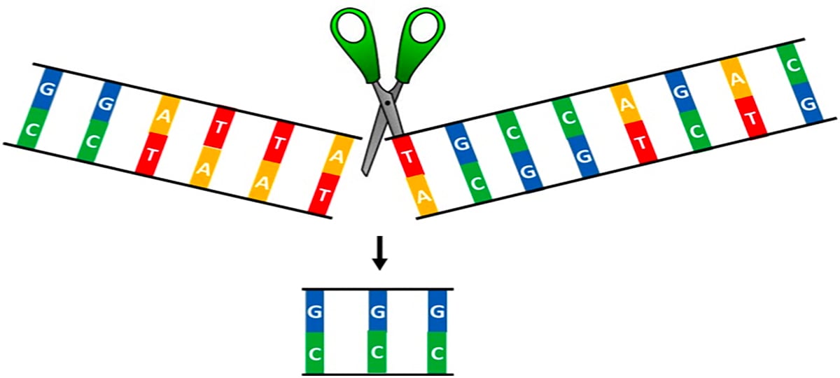 Knockout validation coming for Bioss antibodies