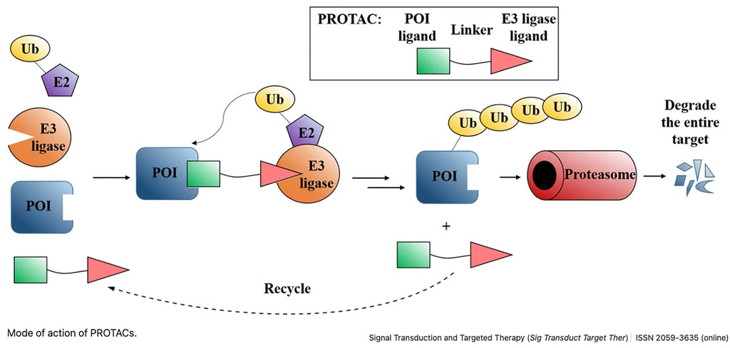 What are PROTACs and How Do They Treat Diseases?