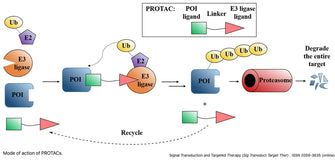 What are PROTACs and How Do They Treat Diseases?