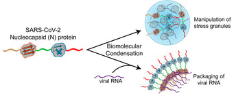 SARS-CoV-2 Variants and the Diagnostic Immunoassay