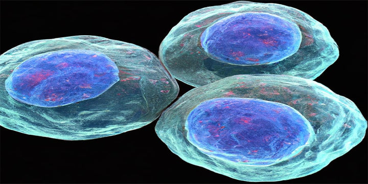 Considerations of Fluorochrome Selection for Flow Cytometry