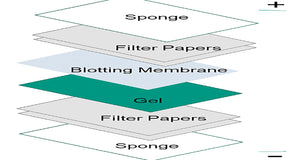WHICH IS BETTER, PVDF vs. NITROCELLULOSE, in WESTERN BLOT?