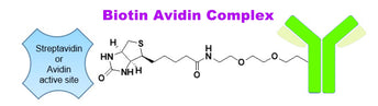 Biotin and its Application in Molecular Biology