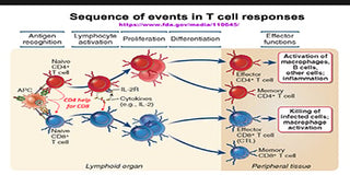 Overview of T Cells