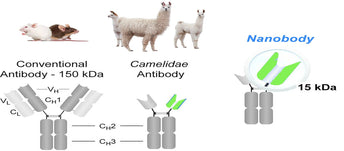 What should you know about Nanobodies?