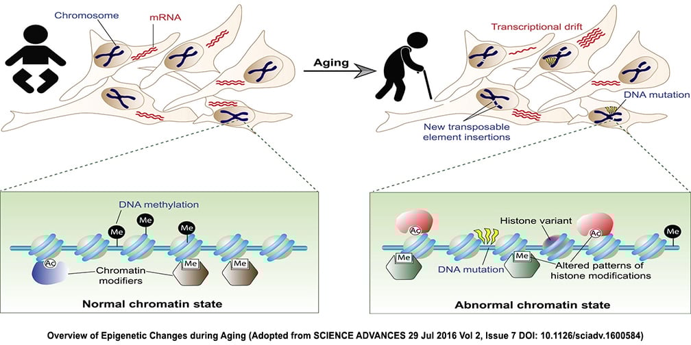 Epigenetic Reboot Helps Reversal of Aging