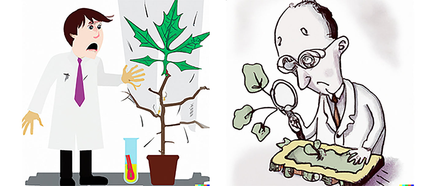 How to rapidly extract proteins from recalcitrant plant tissues