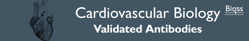 Cardiovascular Biology