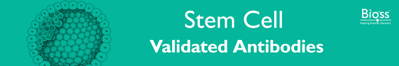 Stem Cell